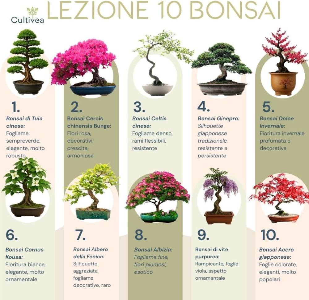 Kit per coltivare un bonsai dai semi – foto 2