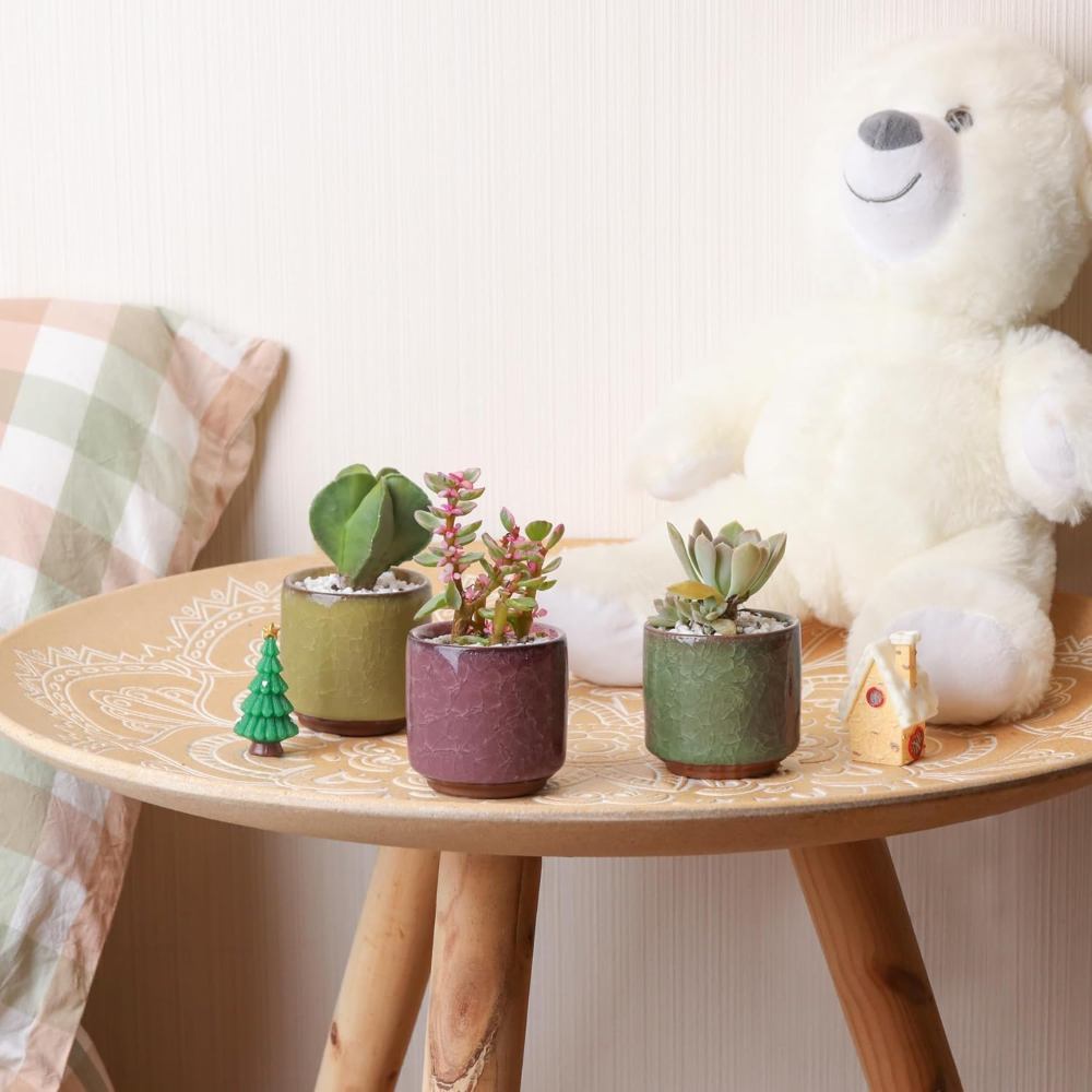 Set di piante grasse in vasetti decorativi – foto 4